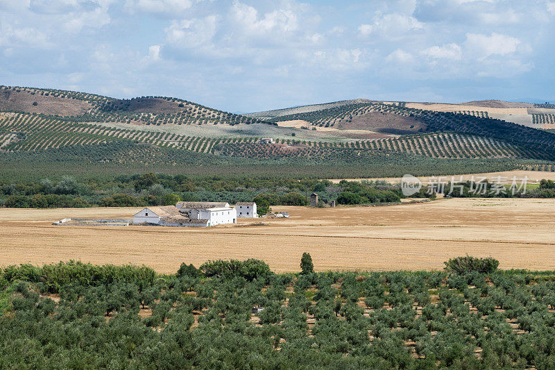 Camino Mozarabe位于格拉纳达和科尔多瓦之间的干旱和农业环境中，拥有无尽的橄榄树，小家庭农场坐落在树林中